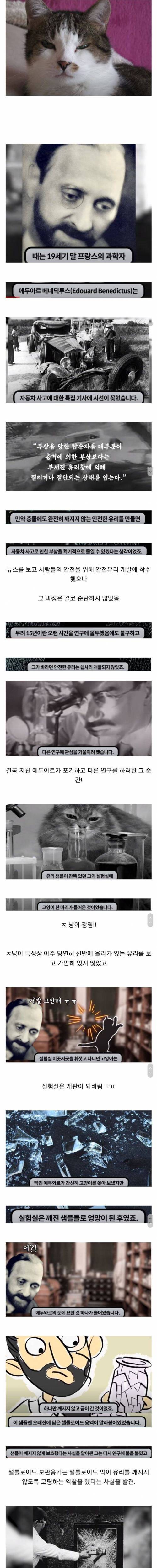 [스압] 많은 사람을 구한 갓냥이.jpg