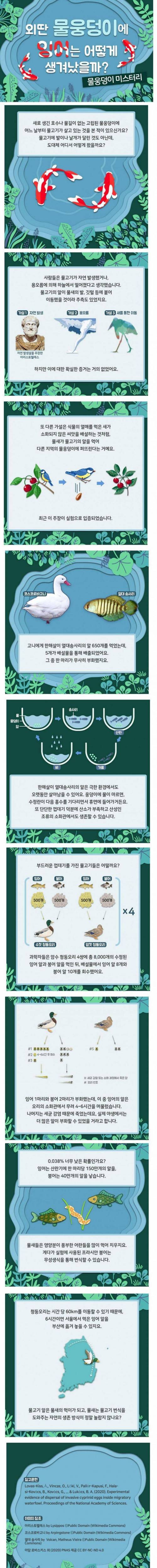 외딴 물웅덩이에 잉어는 어떻게 생겨났을까?