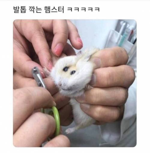 발톱깎는 햄스터.jpg