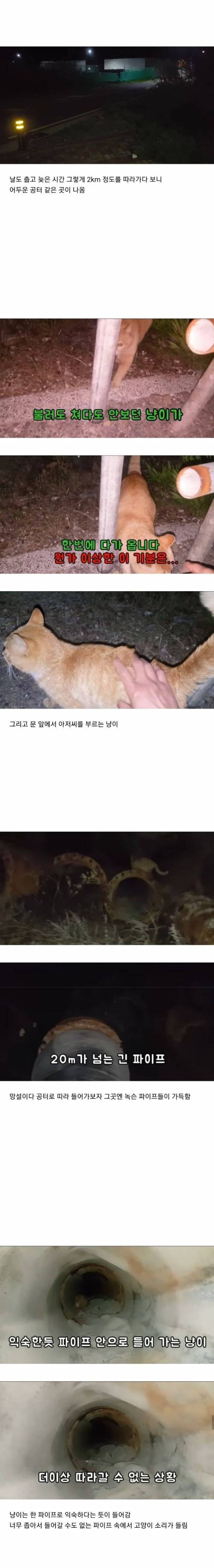 [스압] 집앞에 매일 찾아오는 고양이 확대.jpg