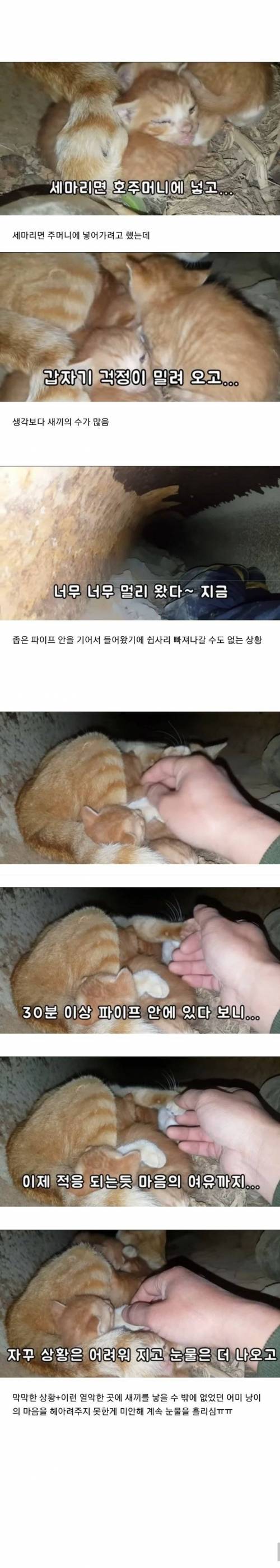 [스압] 집앞에 매일 찾아오는 고양이 확대.jpg