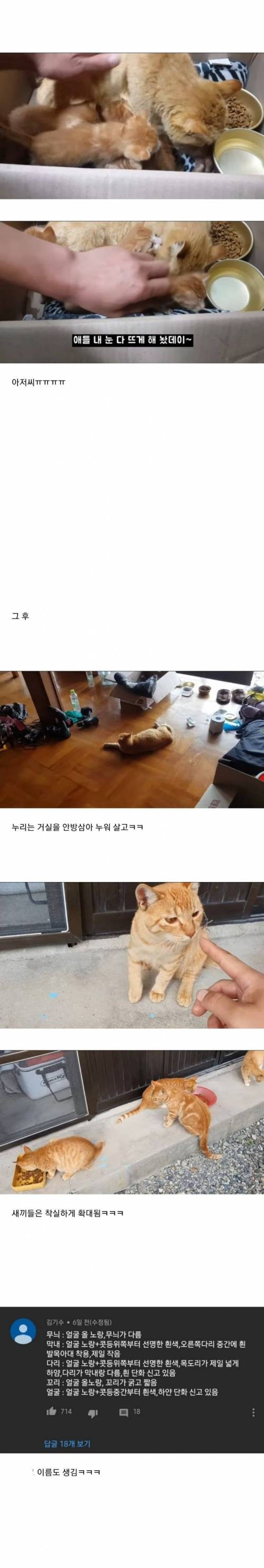 [스압] 집앞에 매일 찾아오는 고양이 확대.jpg