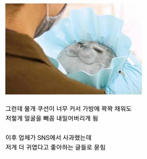 물개 쿠션 업체가 사과한 이유.jpg