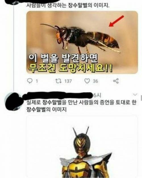 [약혐]장수 말벌.jpg