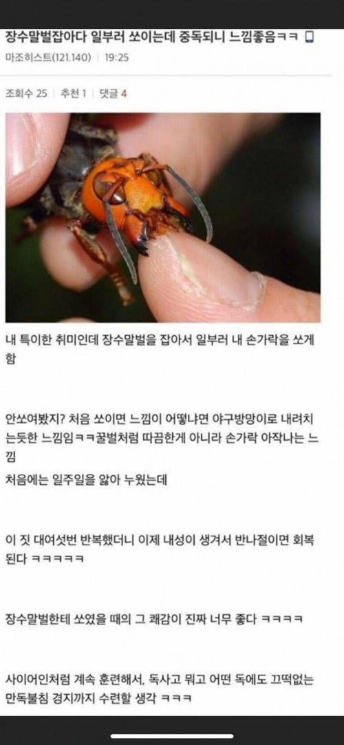 장수말벌에 일부러 쏘이는 디씨인