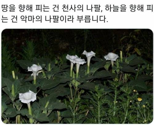 닮았지만 서로 상종 안 할 것 같은 꽃.jpg