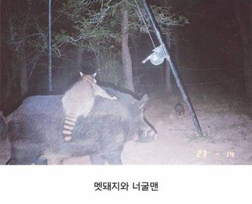 한밤중에 춤추는 사슴 사진이 찍히는 이유.jpg