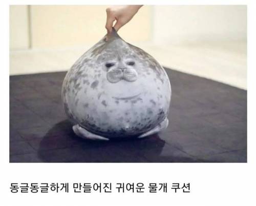 물개 쿠션 업체가 사과한 이유.jpg