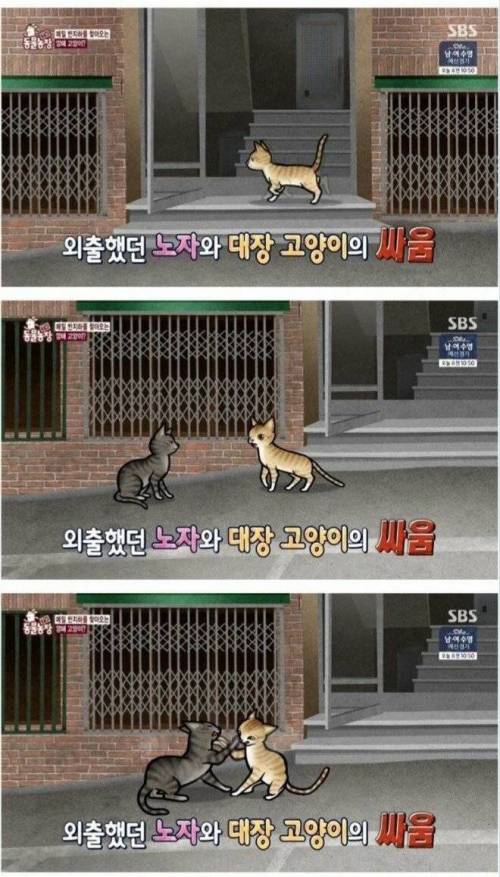 [스압] 대장 고양이의 최후.jpg