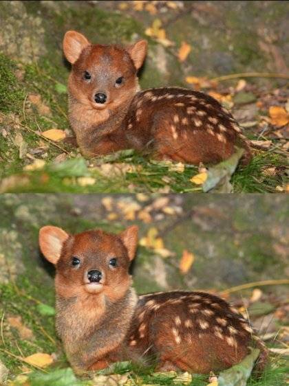 세계에서 가장 작은 사슴, 푸두(pudu).jpg