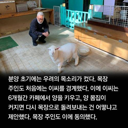 양카페에서 양 목욕시키는법.jpg