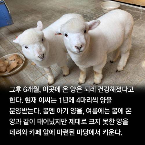 양카페에서 양 목욕시키는법.jpg