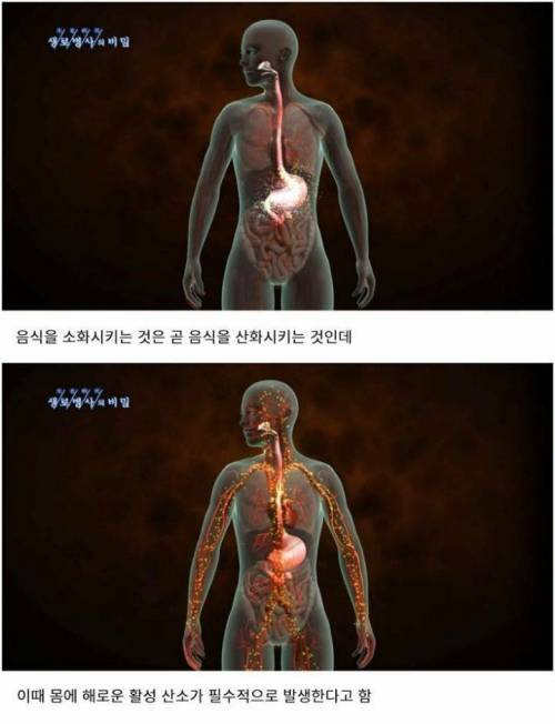 과식하면 빨리 늙는 이유.jpg