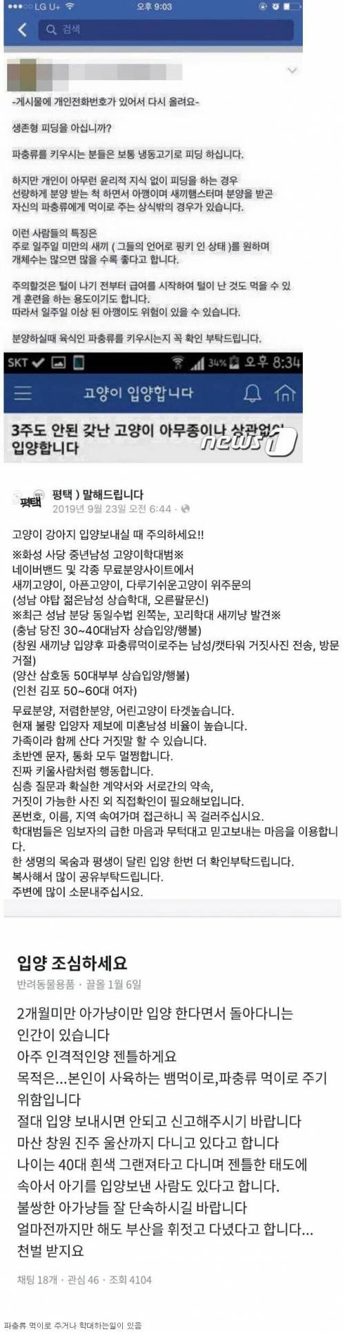 새끼 고양이 입양보낼때 조심해야하는 이유