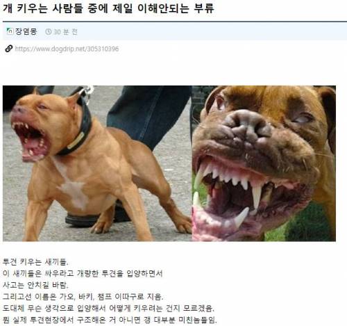 개 키우는 사람들 중에 제일 이해안되는 부류