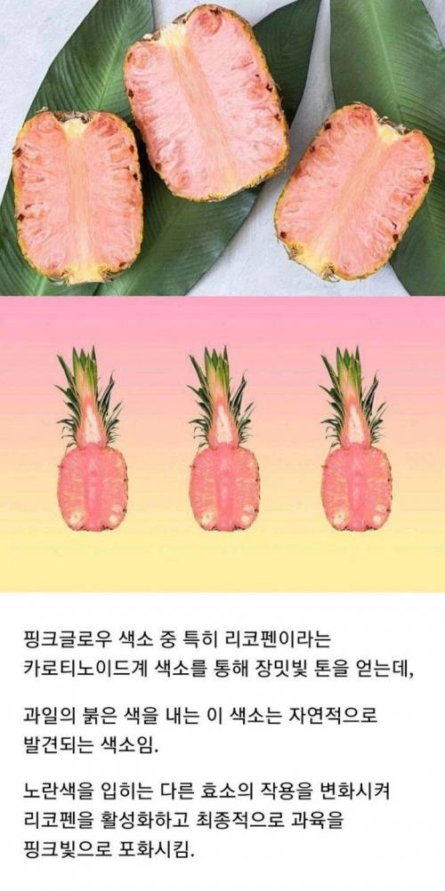 [스압] 20년에 걸친 델몬트의 야심작.jpg