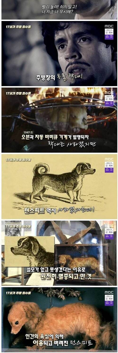 [스압] 학대 당하다 멸종 되버린 견종