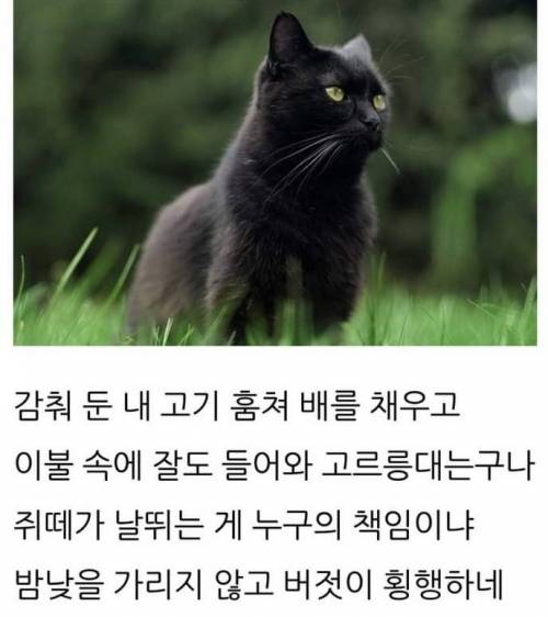 고려말, 냥줍한 백운거사 이규보가 남긴 시