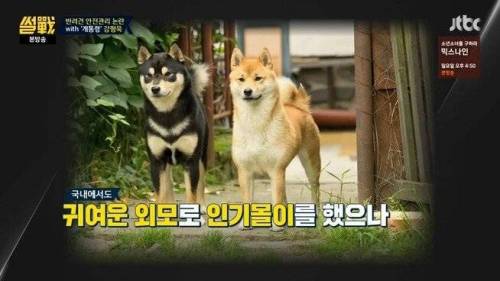 시바견 분양이 중단된 이유.jpg