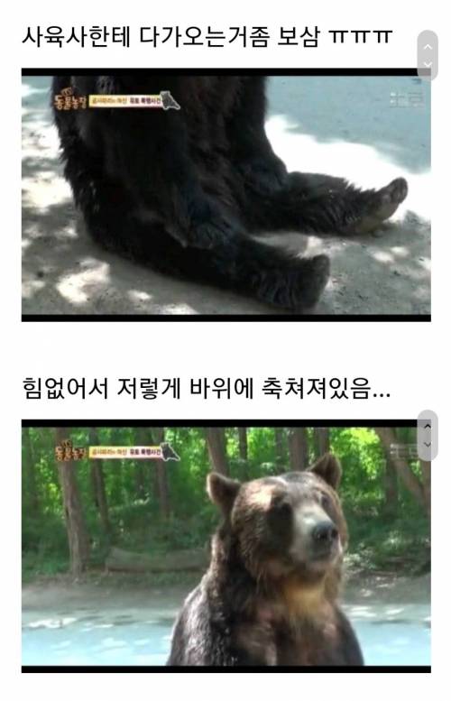 [스압] 도태된 수컷의 심리.jpg