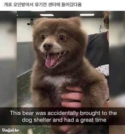 개 같은 곰.jpg