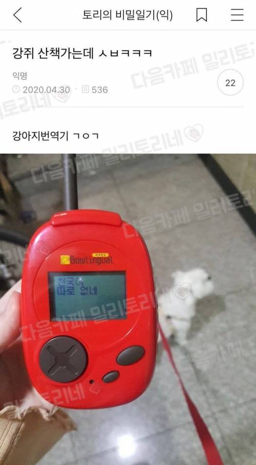 화가 많은 강아지들 번역기 후기.jpg