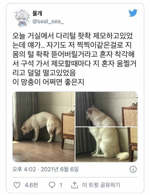 주인의 행동 때문에 공포에 질린 댕댕.jpg