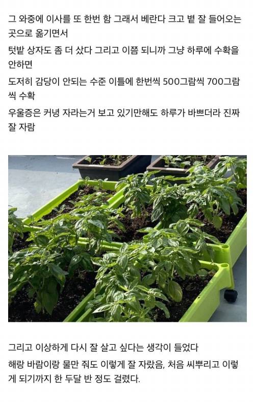 [스압] 바질 대환장 파티로 우울증 탈출한 스토리.jpg