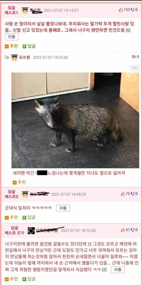 군대에서 너구리한테 목덜미 물린 선임 썰