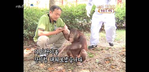 오랑우탄은 간지럼을 탈까?