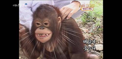 오랑우탄은 간지럼을 탈까?