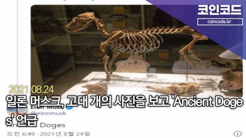 일론머스크:  고대 도지.jpg