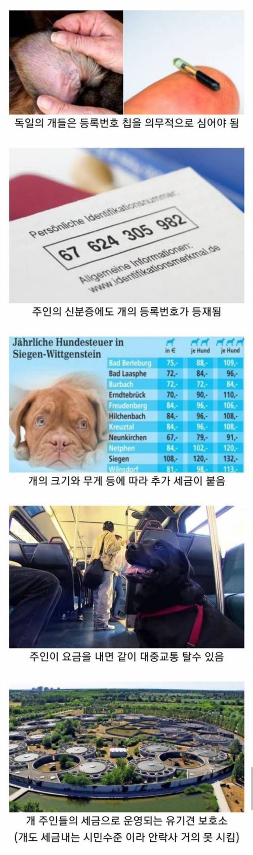 개한테도 세금 물리는 국가.jpg