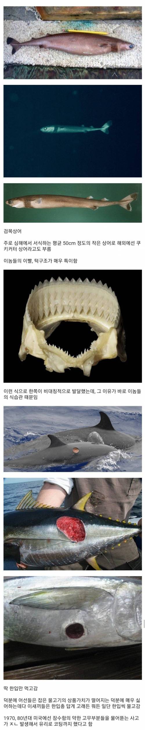 한입만 먹는 녀석.jpg