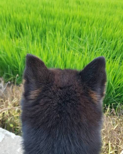 의외로 엄청 귀엽다는 강아지 신체부위.jpg