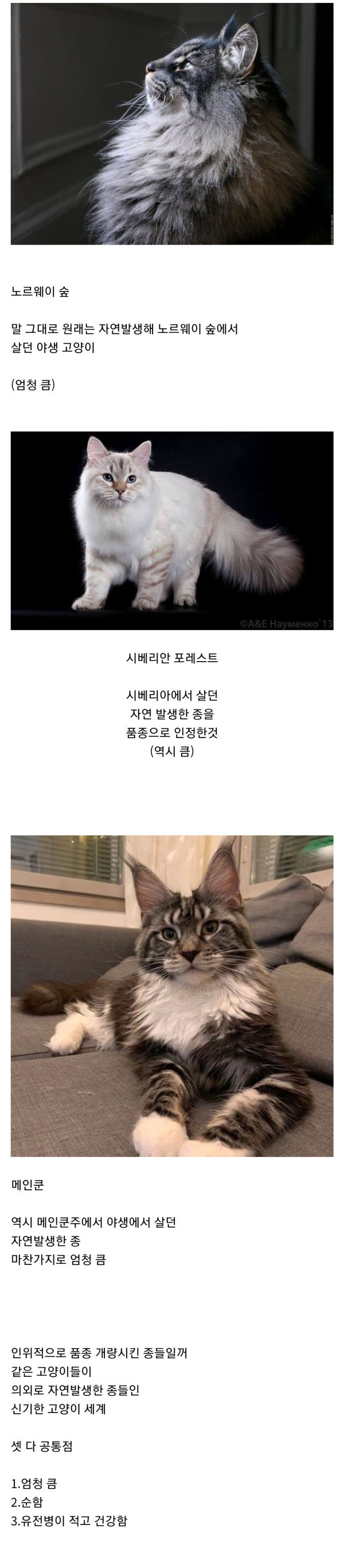 의외로 자연발생 품종인 고양이