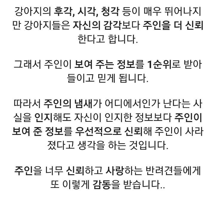 강아지와 숨바꼭질 놀이를 하면 주인을 찾지 못하는 이유.jpg