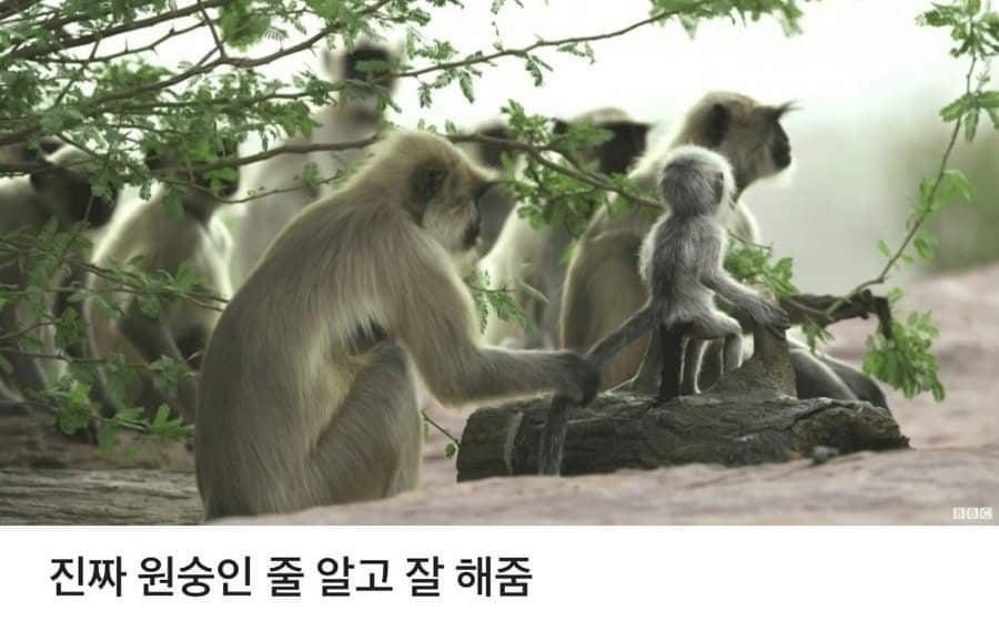 로봇 원숭이를 무리로 받아들인 원숭이들