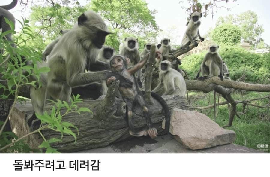 로봇 원숭이를 무리로 받아들인 원숭이들