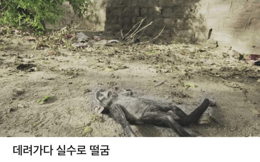 로봇 원숭이를 무리로 받아들인 원숭이들