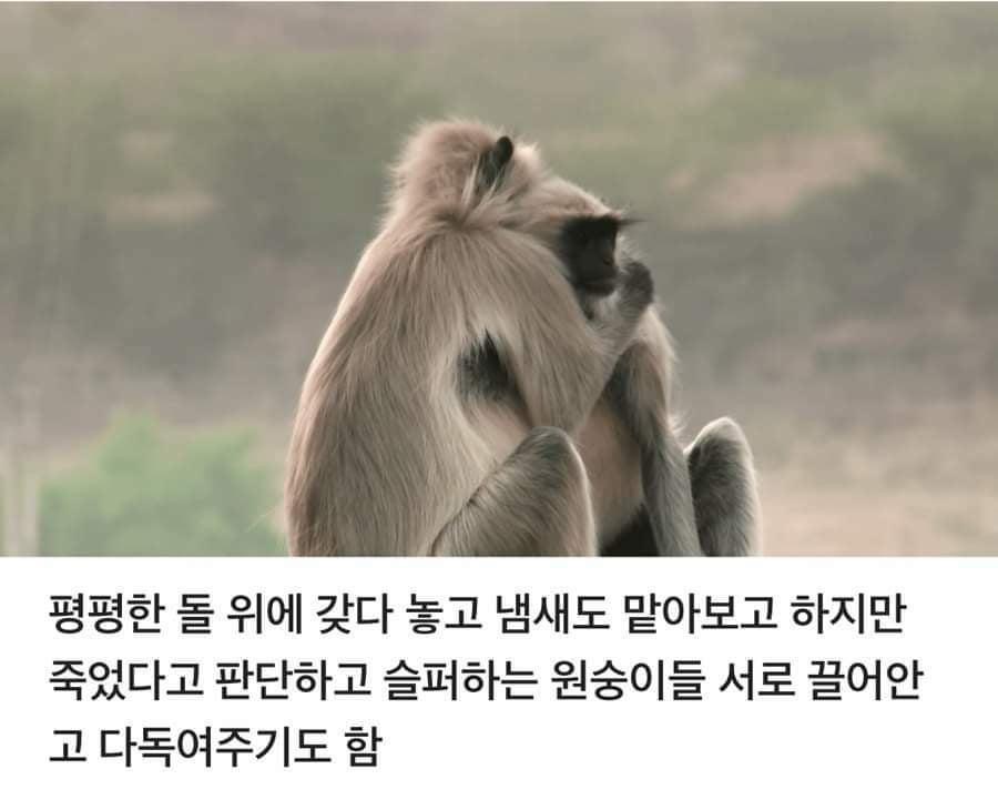 로봇 원숭이를 무리로 받아들인 원숭이들