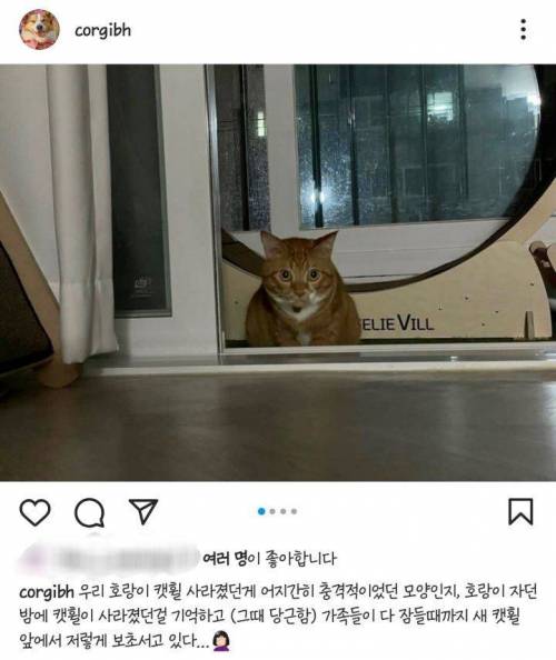 캣휠 지키는 고양이.jpg