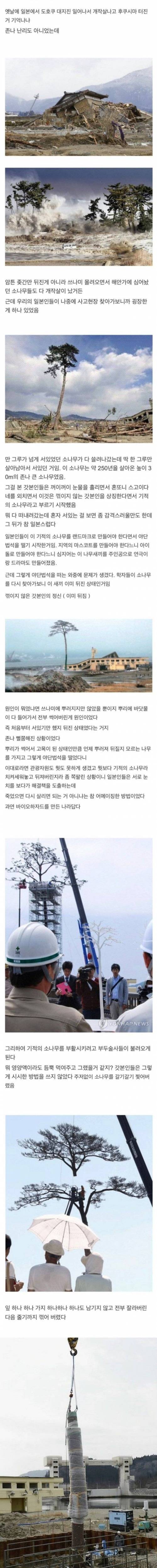 [스압] 일본 기적의 소나무.jpg