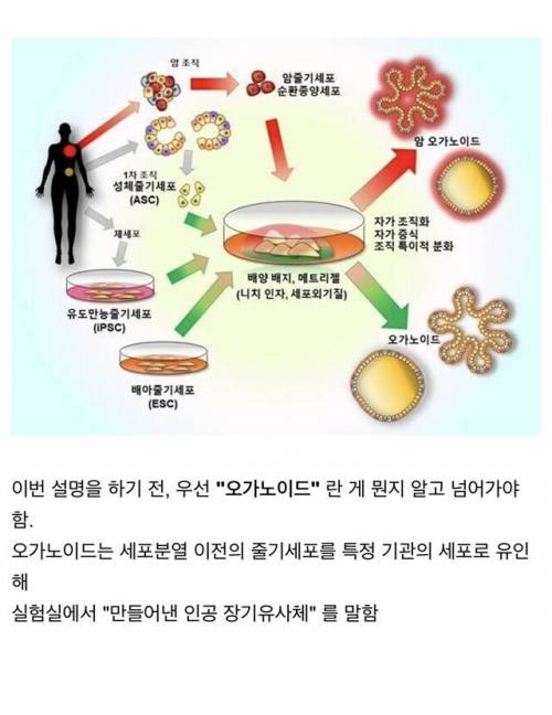 "인공뇌" 에서 스스로 "눈"이 자라나버린 생물학계 놀라운 사건.jpg