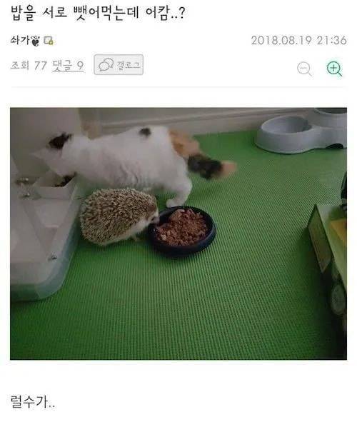 고양이랑 고슴도치 키우는데.jpg