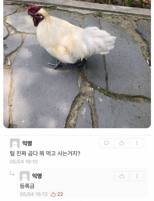 학교 캠퍼스에서 키우는 닭.jpg