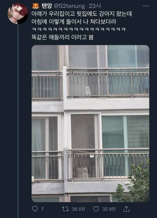 윗집 아랫집 강아지들의 아침일과.twt