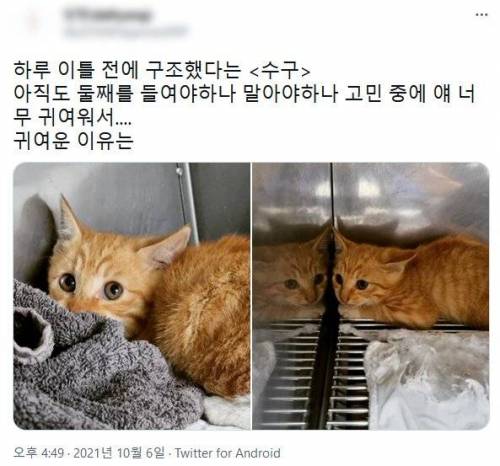 새끼고양이 이름이 수구인 이유.jpg