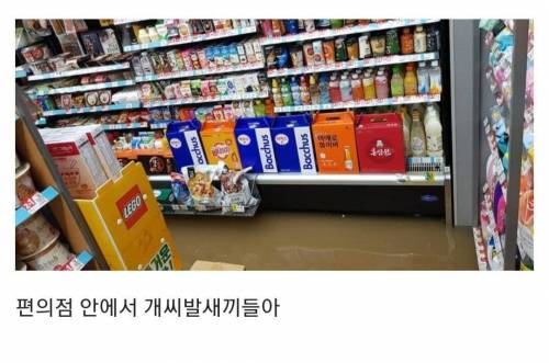 [스압] 디시 편의점갤러리 8~10월 최신근황..jpg