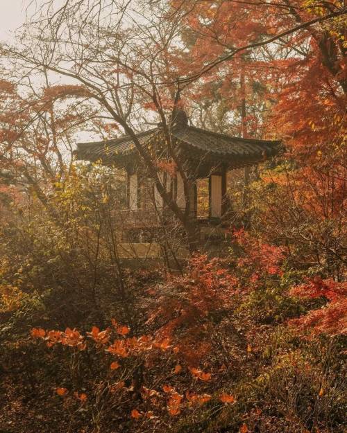 [스압] 가을 풍경이 예쁜걸로 유명한 창덕궁 후원